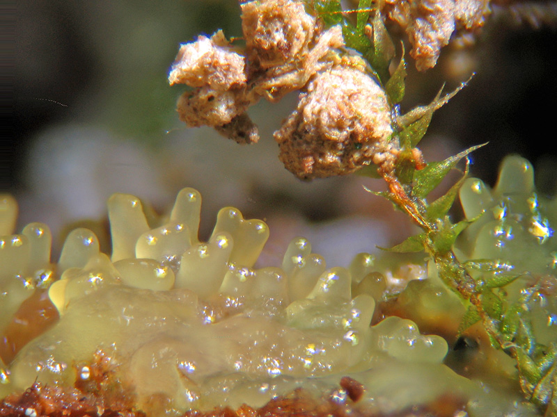 Ceratiomyxa fruticulosa